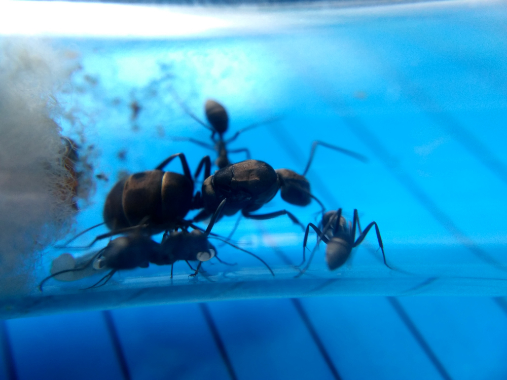 Camponotus parius