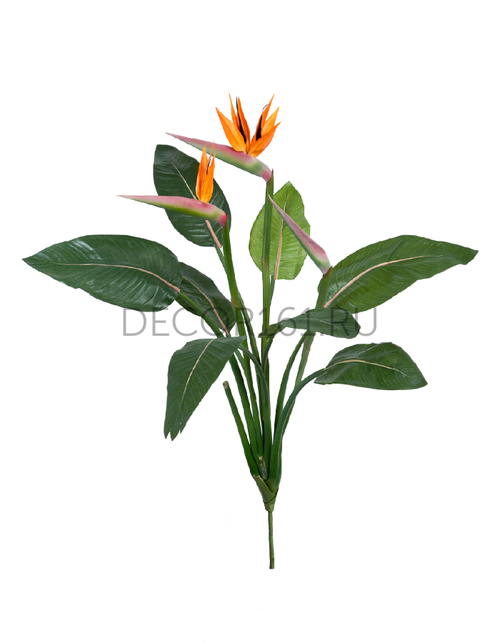 Стрелиция Королевская куст 105 см 2 цветка 1 бутон 6/24 20.6210N