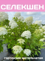 Селекшен гортензия метельчатая