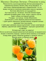 Малина ремонтантная Золотая Зюгана медовая жёлтая