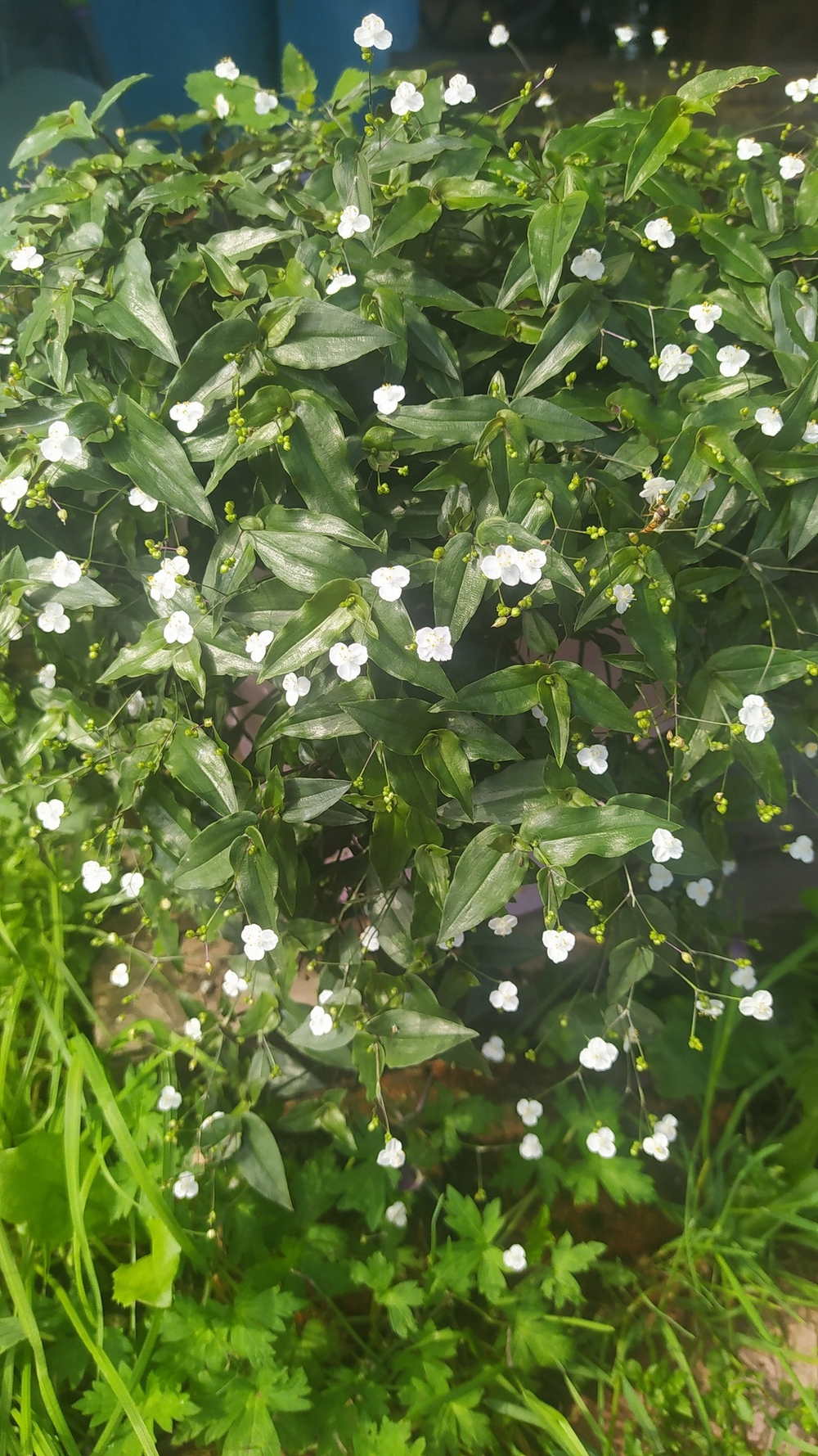 Традесканция Приречная фата невесты