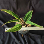 Сансевиерия SUDWALLA CAVE PURPLE SPOON VAR