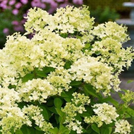 Гортензия метельчатая Бомбшелл PBR С2 20-30