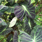 Колоказия GLOWING BONES