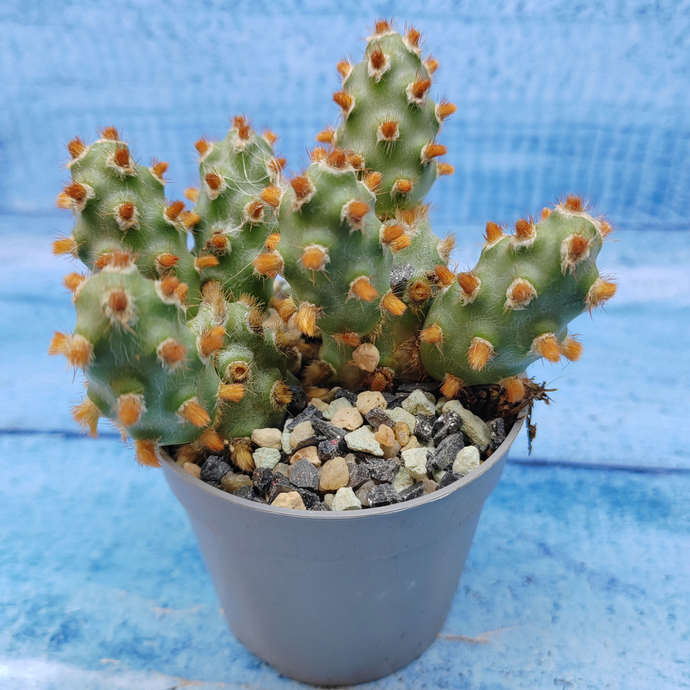 Tephrocactus Molinensis Red Glochids (Тефрокактус)