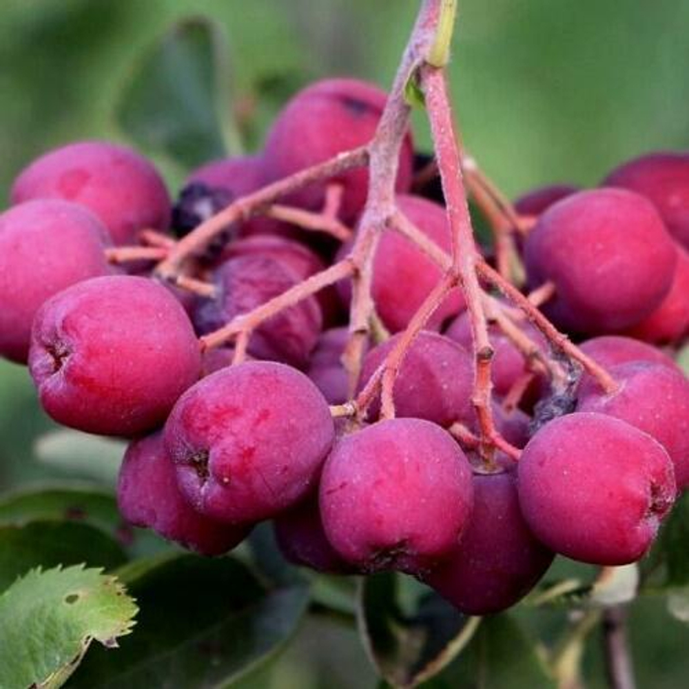 Рябина Десертная Мичурина