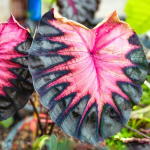 Колоказия VENUS