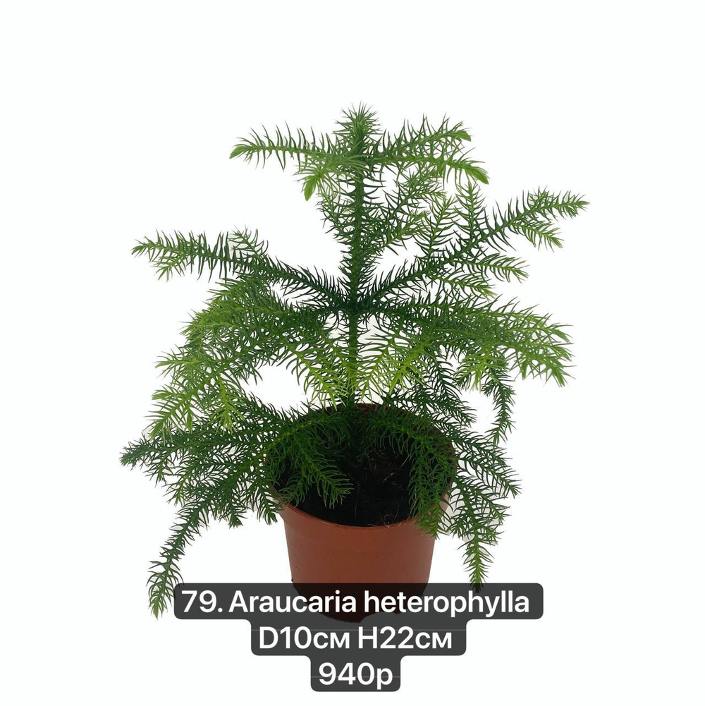 76. Араукария Хетерофилла (Araucaria heterophylla) D10см Н22см