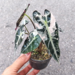 Алоказия BAMBINO ALBO VAR