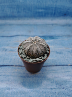 Astrophytum Asterias "Super Kabuto" (Астрофитум)