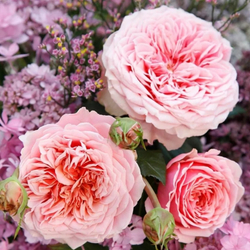 Роза Амороза С7 Закупка М57 июнь 2026