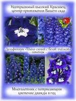 Дельфиниум Темно-синий с белой пчелкой Dark Blue With Bee