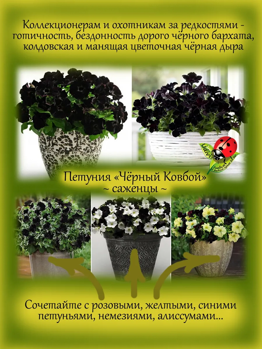 Петуния Чёрный Ковбой светуния Блэк Ковбой