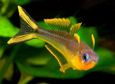 Попондетта Фурката