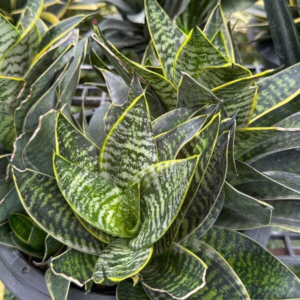 Сансевиерия HAHNII GILT EDGE