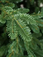 Искусственная ель «Монтерей» (Литая хвоя) от 1.5 до 2.4 м