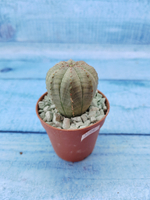 Euphoria Obesa (Эуфорбия)