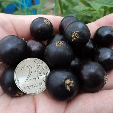 Смородина чёрная Пигмей