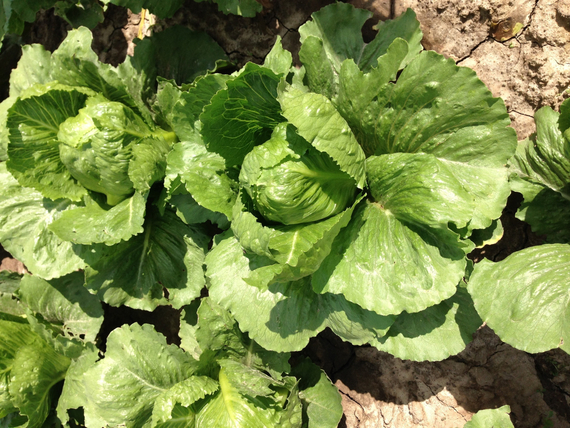 КРАНЧИТА семена салата Rijk Zwaan цена – фото 6