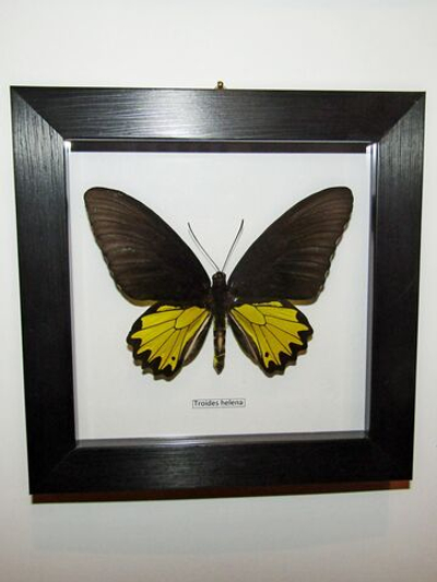 Бабочка Troides helena в рамке