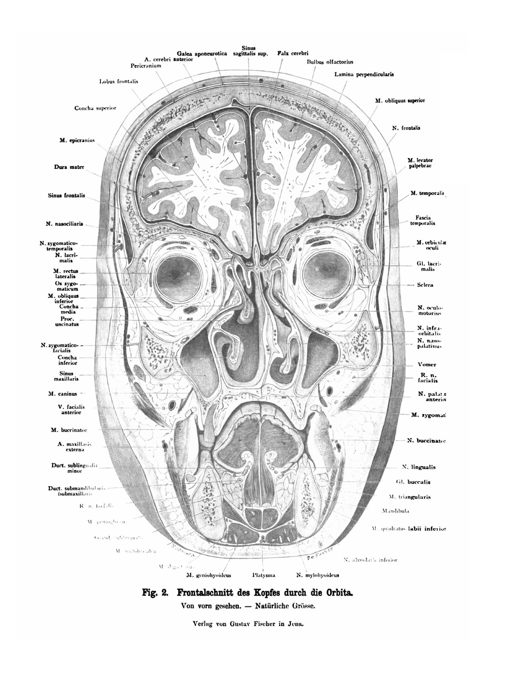 Atlas der topographischen Anatomie des Menschen: für Studierende und Ärzte | Karl Heinrich von Bardeleben