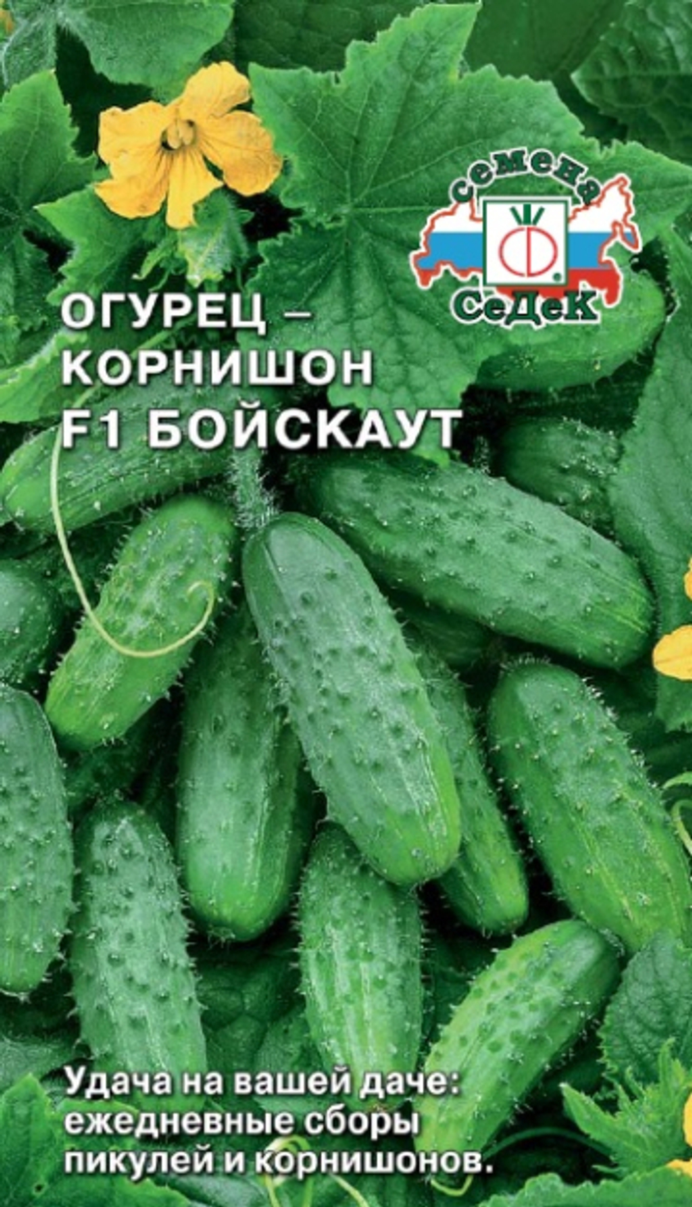 огурец Бойскаут F1