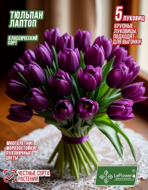 Тюльпан Луковица, Лаптоп, 5 шт