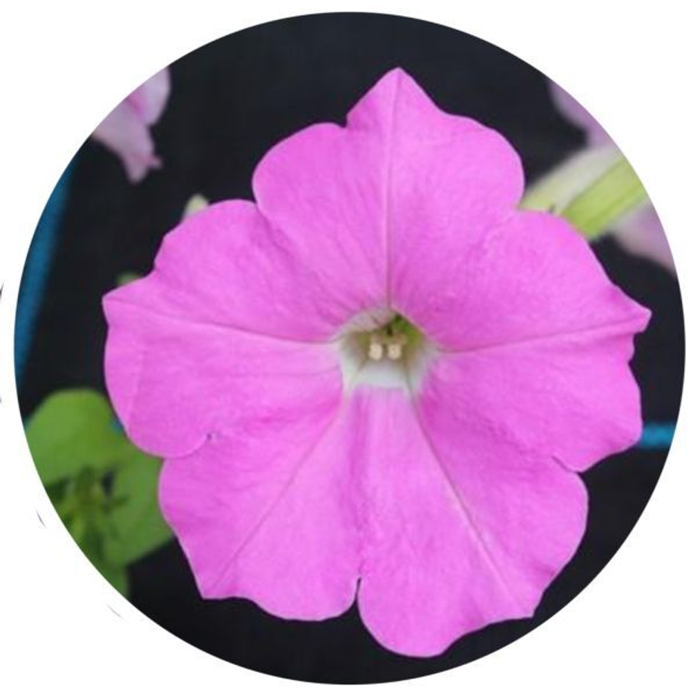 Петуния ампельная Опера Пинк F1 (50др) Витагрин Профи