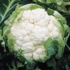 АМЕРИГО F1 семена капусты цветной (Syngenta | Alexagro)