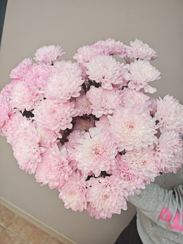 Хризантема