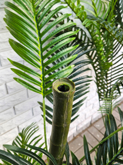 Искусственная Пальма Арека 250см в кашпо