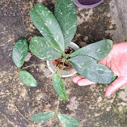 Хойя SP LAI CHAU