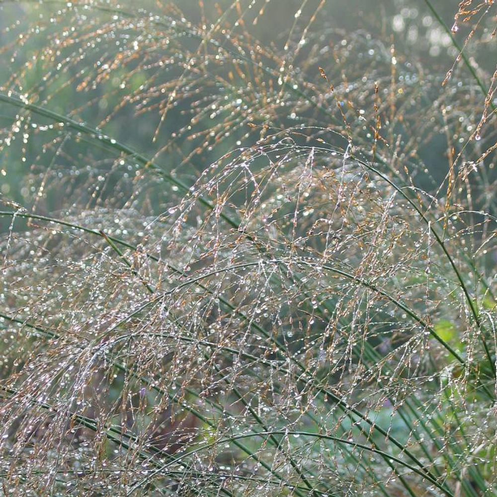 Молиния тростниковая "Transparent". Molinia caerulea ssp. arundinacea "Transparent".