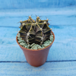 Gymnocalycium Friedrichii (Гимнокалициум)