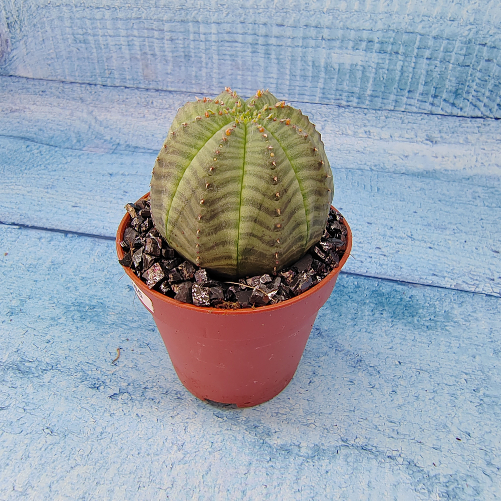 Euphoria Obesa (Эуфорбия)