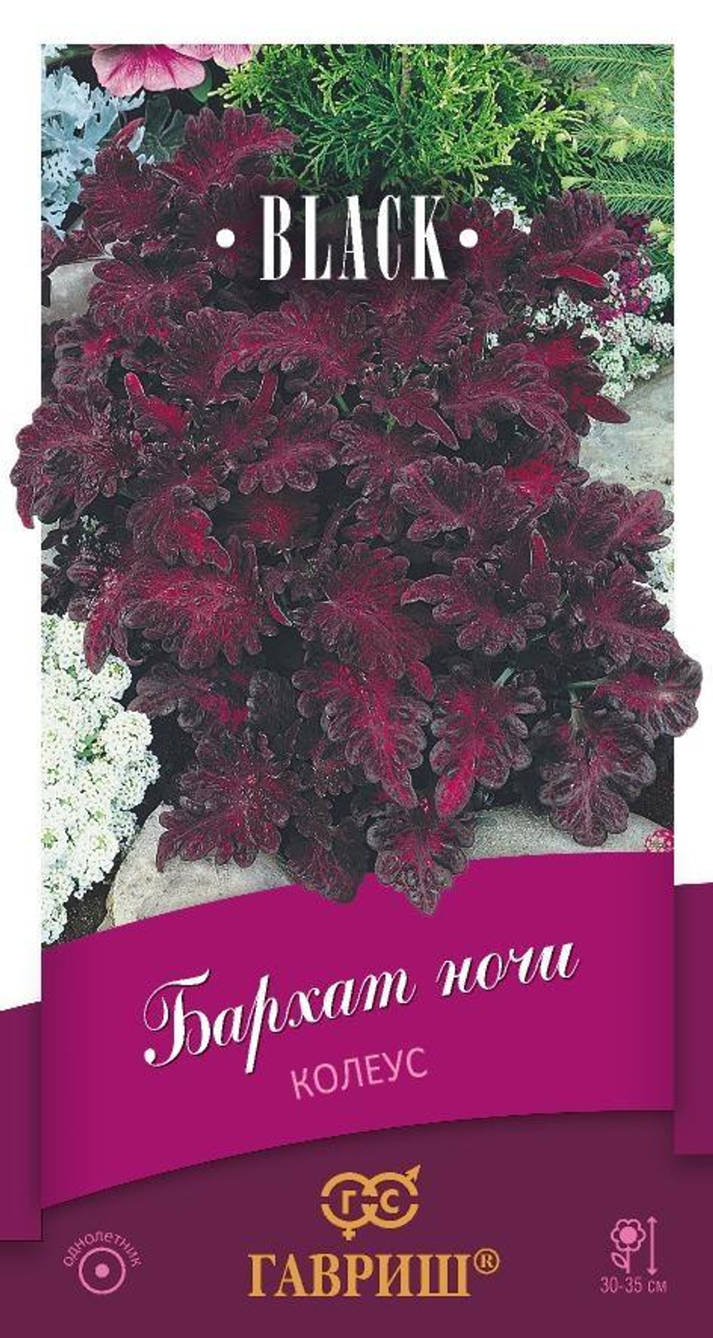 Колеус Бархат ночи  серия Блэк