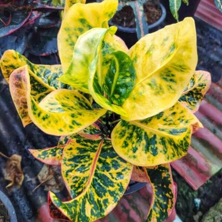 Кротон PRATHAN PHON