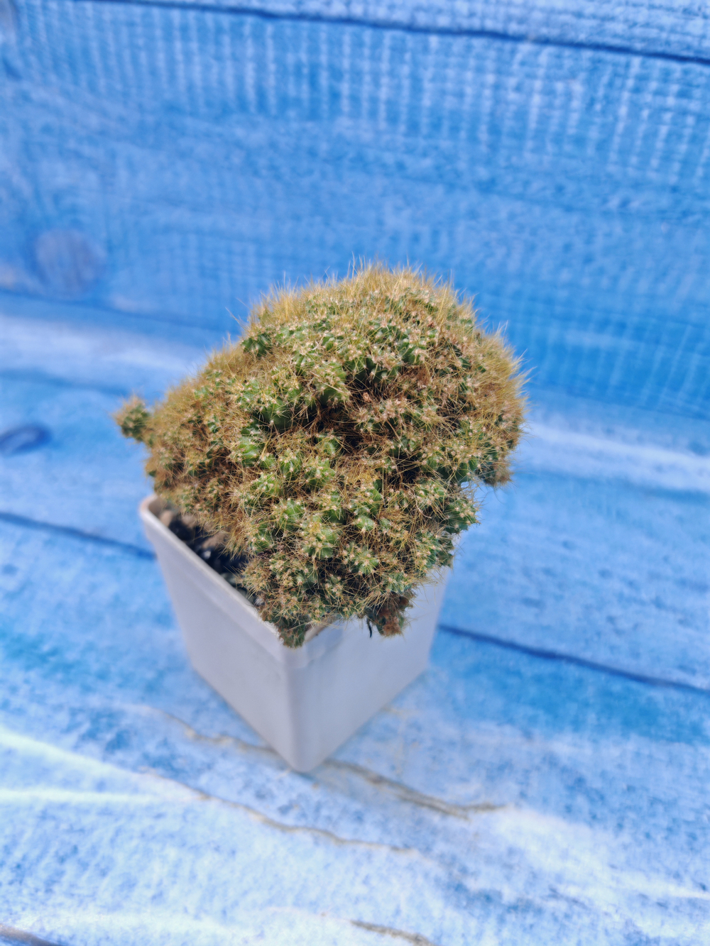 Cereus Peruvianus Monstrosus (Цереус)