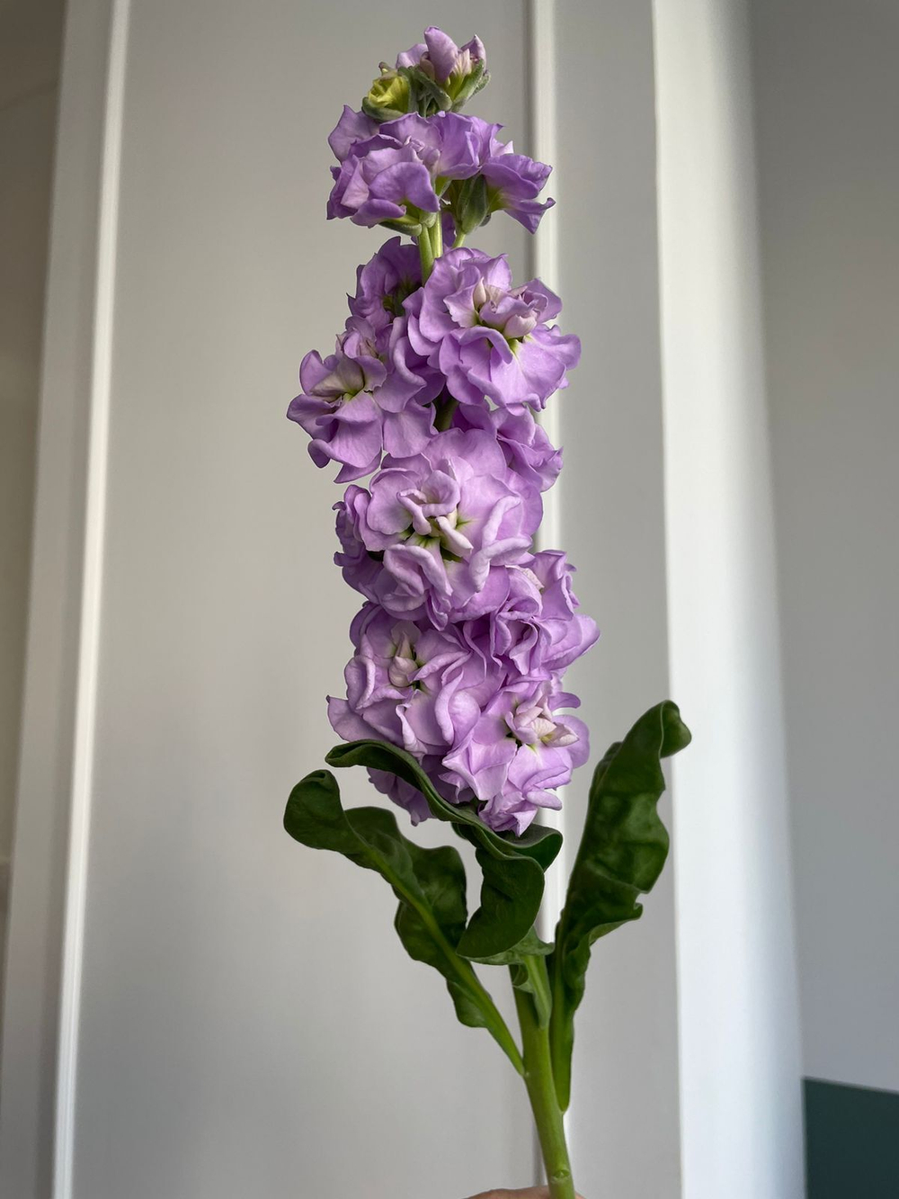 Маттиола фиолетовая