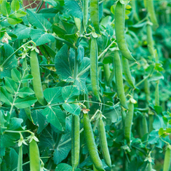 Вивадо семена гороха (Syngenta / Сингента)