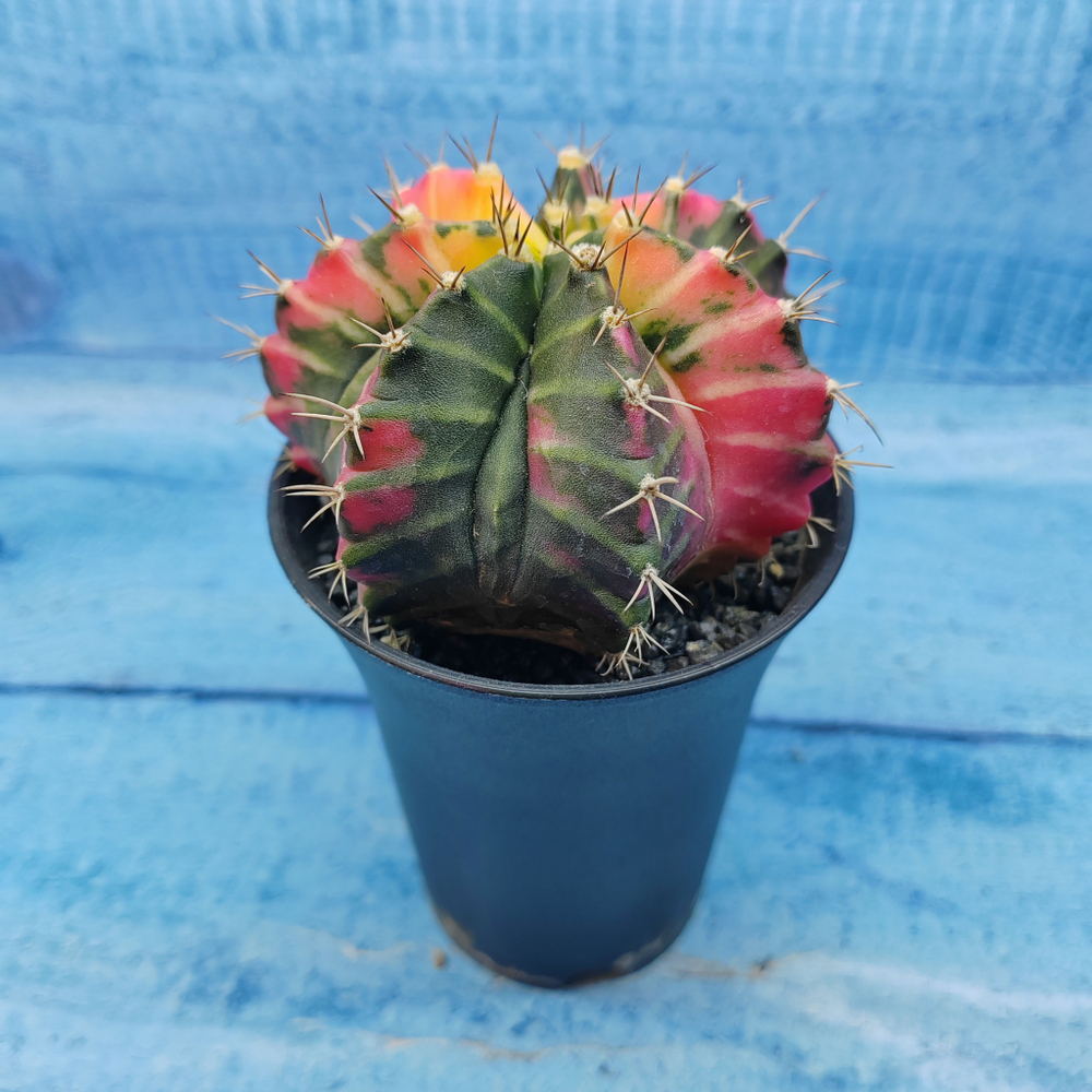 Gymnocalycium Variegata (Гимнокалициум Вариегатный)