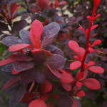 Барбарис Тунберга Ред Пиллар C2 20-30