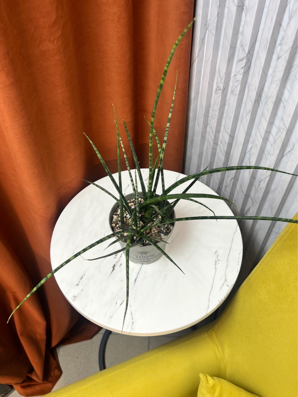 Сансевиерия Цилиндрика Спагетти, D12см Н30см, 1шт, Urban Jungle (7143)