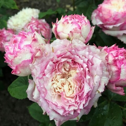 Роза Кантри Спирит леди