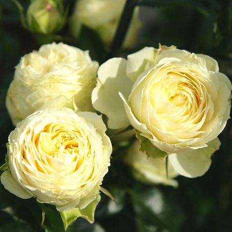 Лемон Рококо (Lemon Rokoko)