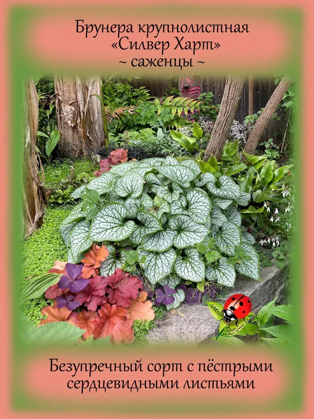 Брунера Силвер Харт крупнолистная