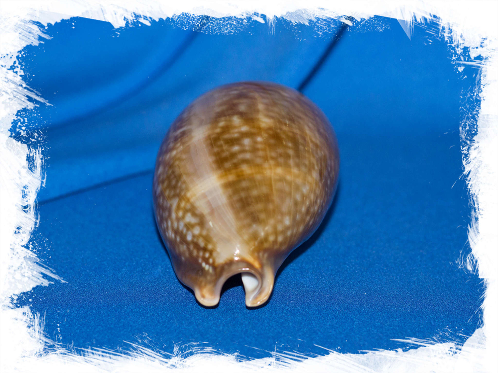 Cypraea cervina морская ракушка