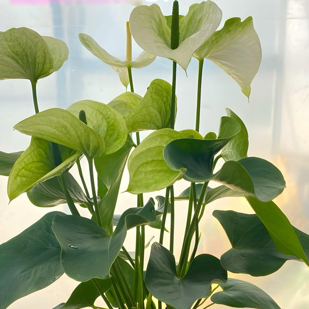 Антуриум Андре SAMORA