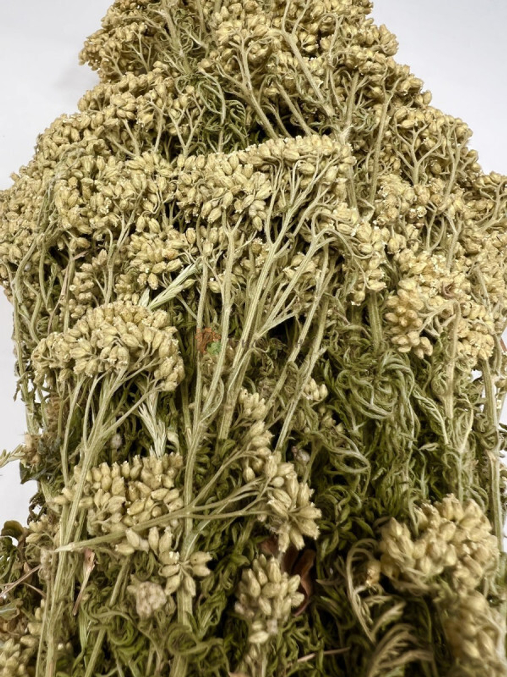 img_30-11_E_012.jpg img_30-11_E_012.jpg