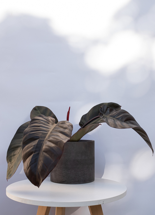 Филодендрон Блэк Кардинал